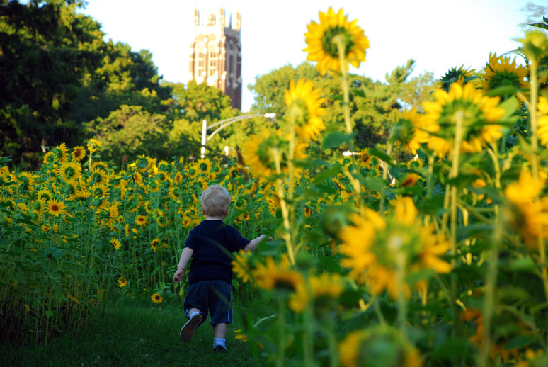 sunflowers again