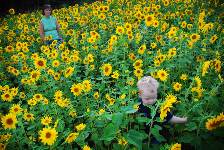 aidan sunflowers