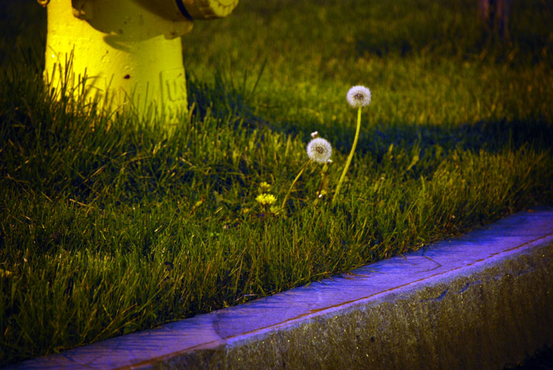 dandelions next to a fire hydrant